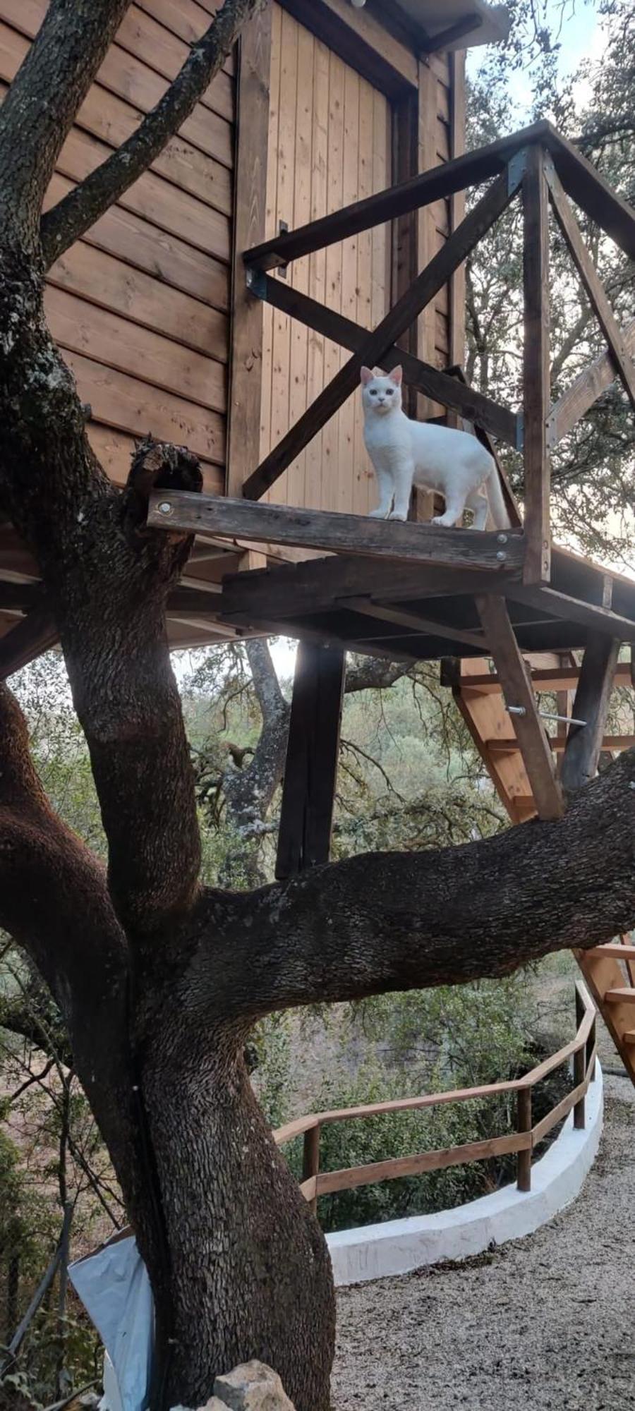 Cabana Del Arbol Lavagarural Villanueva del Rosario Extérieur photo